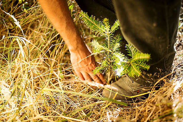 포토 JPG 주간 서양인 외국인 나무 손 남자 발 한명 사람 성인 야외 신체부위 30대 하반신 숲 뿌리 체코 밟기 나무심기 나무뿌리 벌목 벌목작업 임업 성인남자한명만 국내포토 자연요소 식물 1 유럽 산업 모션 인종 장년 심기 남자한명만 성인남자만 파일형식