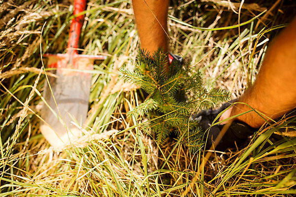 포토 JPG 주간 서양인 나무 손 남자 40대 중년 한명 사람 앉기 성인 야외 신체부위 숲 삽 체코 나무심기 벌목 벌목작업 임업 중년남자한명만 국내포토 자연요소 외국인 식물 1 유럽 산업 모션 심기 남자한명만 중년남자만 파일형식