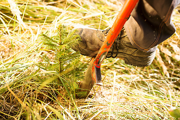 포토 JPG 주간 서양인 외국인 나무 남자 발 한명 서기 사람 성인 야외 신체부위 30대 숲 체코 밟기 땅파기 벌목 벌목작업 임업 성인남자한명만 국내포토 자연요소 식물 1 유럽 산업 모션 인종 장년 남자한명만 성인남자만 파일형식