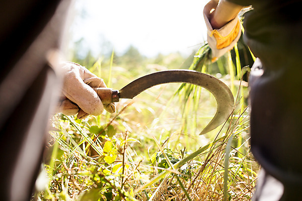 포토 JPG 주간 서양인 외국인 나무 손 남자 한명 서기 사람 성인 야외 옆모습 신체부위 30대 풀 숲 체코 낫 벌목 벌목작업 임업 성인남자한명만 국내포토 자연요소 식물 1 유럽 산업 뷰포인트 모션 인종 장년 남자한명만 성인남자만 파일형식