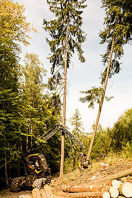 포토 JPG 주간 서양인 외국인 나무 남자 한명 사람 앉기 상반신 성인 야외 옆모습 30대 숲 포크레인 체코 벌목 벌목작업 임업 작동 성인남자한명만 국내포토 자연요소 식물 1 유럽 산업 뷰포인트 모션 인종 장년 중장비 남자한명만 성인남자만 파일형식