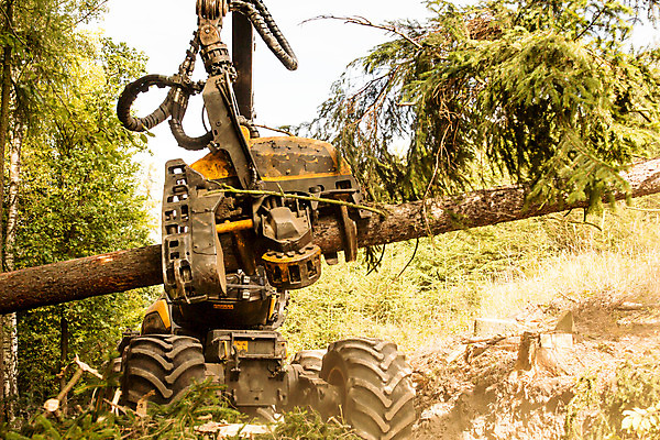 포토 JPG 주간 나무 사람없음 야외 잡기 숲 포크레인 체코 벌목 벌목작업 임업 국내포토 자연요소 식물 유럽 산업 모션 중장비 파일형식
