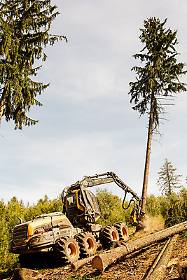 포토 JPG 주간 나무 사람없음 야외 숲 포크레인 체코 벌목 벌목작업 임업 국내포토 자연요소 식물 유럽 산업 중장비 파일형식