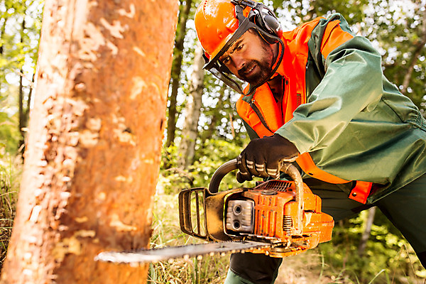 포토 JPG 주간 서양인 외국인 나무 응시 남자 한명 서기 사람 상반신 성인 야외 옆모습 30대 잡기 숲 안전모 체코 톱 벌목 벌목작업 보호장치 임업 전기톱 성인남자한명만 국내포토 자연요소 식물 1 시선 유럽 산업 뷰포인트 모션 인종 장년 장비 공구 헬멧 안전장비 남자한명만 성인남자만 파일형식
