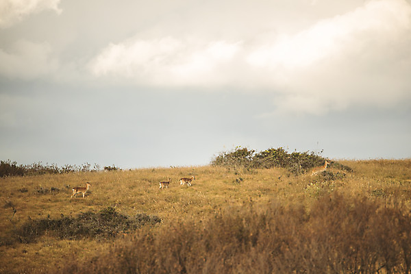 포토 JPG 주간 구름 섬 여행 여러마리 자연 하늘 사슴 한국 풍경 초원 사람없음 야외 인천 국내여행 옹진군 국내포토 자연요소 아시아 다수 포유류 생태계 파일형식