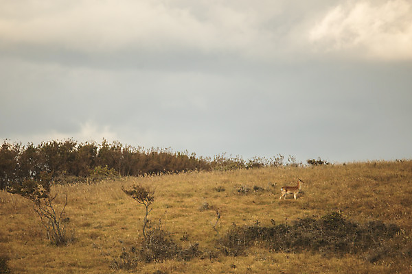포토 JPG 주간 구름 한마리 섬 여행 자연 하늘 사슴 한국 풍경 초원 사람없음 야외 인천 국내여행 옹진군 국내포토 자연요소 1 아시아 포유류 생태계 파일형식