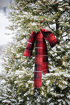 포토 JPG 주간 나무 리본 겨울 사랑 사람없음 야외 눈 즐거움 오브젝트 겨울풍경 국내포토 자연요소 식물 계절 감정 날씨 풍경 파일형식