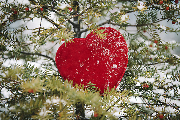 포토 JPG 주간 나무 겨울 사랑 사람없음 야외 하트 눈 즐거움 오브젝트 겨울풍경 국내포토 자연요소 모양 식물 계절 감정 날씨 풍경 파일형식
