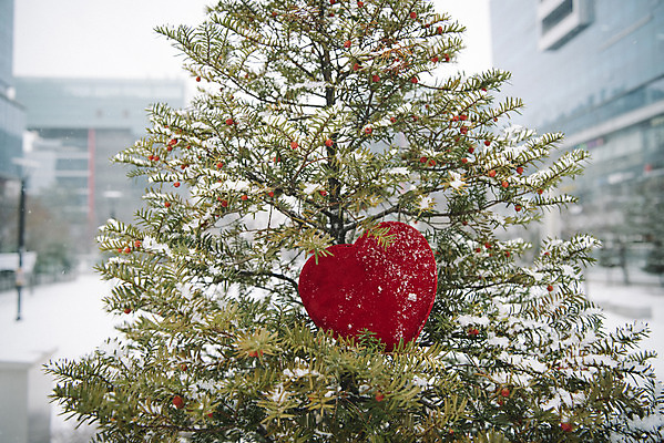 포토 JPG 주간 나무 겨울 사랑 사람없음 야외 아웃포커스 하트 눈 즐거움 오브젝트 겨울풍경 국내포토 자연요소 모양 식물 계절 감정 날씨 촬영기법 풍경 파일형식