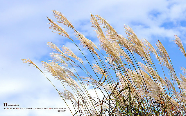 JPG 월페이퍼 바탕화면 11월 날짜 파일형식