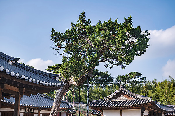 포토 JPG 주간 구름 한국전통 여행 유적지 하늘 한옥 풍경 사람없음 야외 관광지 세계문화유산 문화재 가을 소나무 역사 한국사 논산 돈암서원 정회당 국내포토 자연요소 나무 전통 계절 고건축 한국 충청남도 서원 파일형식