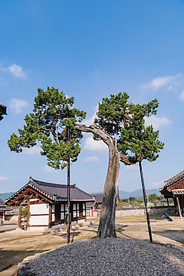 포토 JPG 주간 구름 한국전통 여행 유적지 하늘 한옥 풍경 사람없음 야외 관광지 세계문화유산 문화재 가을 소나무 역사 한국사 논산 돈암서원 국내포토 자연요소 나무 전통 계절 고건축 한국 충청남도 서원 파일형식