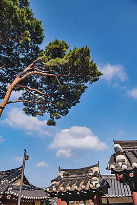 포토 JPG 주간 구름 한국전통 여행 유적지 하늘 한옥 풍경 사람없음 야외 관광지 세계문화유산 문화재 가을 소나무 역사 한국사 논산 돈암서원 국내포토 자연요소 나무 전통 계절 고건축 한국 충청남도 서원 파일형식