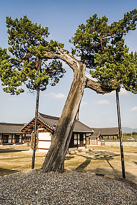 포토 JPG 주간 한국전통 여행 유적지 한옥 풍경 사람없음 야외 관광지 세계문화유산 문화재 가을 소나무 역사 한국사 논산 돈암서원 국내포토 자연요소 나무 전통 계절 고건축 한국 충청남도 서원 파일형식
