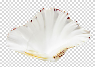 편집이미지 조개 누끼 사람없음 여름 흰색 조개껍데기 PNG 편집소스 계절 컬러 어패류 파일형식