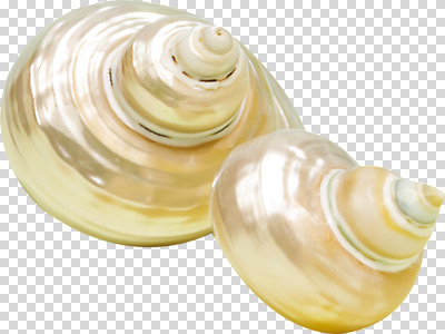 편집이미지 계절 누끼 사람없음 여름 소라 오브젝트 PNG 편집소스 어패류 파일형식