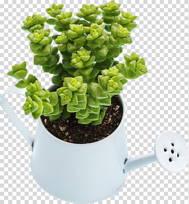 식물 편집이미지 화분 화초 자연 나뭇잎 누끼 취미 사람없음 한개 물뿌리개 오브젝트 원예 PNG 다육식물 편집소스 희성 1 잎 생태계 파일형식