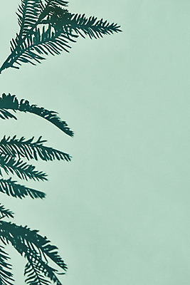 포토 JPG 스튜디오촬영 식물 백그라운드 잎 실내 그림자 누끼 사람없음 오브젝트 몽환 초록배경 국내포토 컨셉 내부 초록색 파일형식