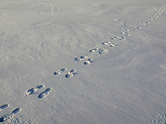 포토 JPG 해외이미지 계절 길 선 여행 백그라운드 신발 겨울 패턴 자국 자연 하늘 날씨 그림자 사람없음 야외 냉동 얼음 산책 하이킹 추위 흰색 발자국 12월 서리 단계 선로 양발 해외포토 자연요소 컬러 무늬 레저 휴식 날짜 생태계 파일형식 이미지허브