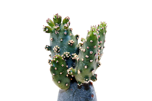 포토 JPG 해외이미지 선인장 사람없음 초록색 해외포토 식물 컬러 파일형식 이미지허브