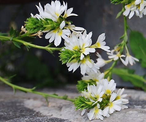 포토 JPG 해외이미지 식물 꽃 사람없음 야외 정원 낭만 원예 해외포토 컨셉 취미 파일형식 이미지허브