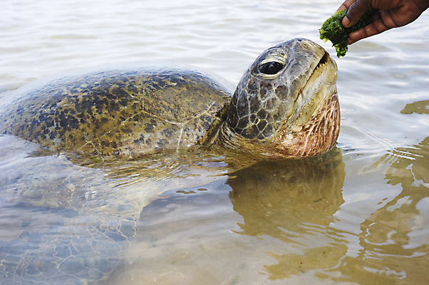 포토 JPG 해외이미지 동물 1 손 응시 아시아 얼굴 바다 포유류 파충류 종류 사람없음 가로 초록색 물 수중 수영 닫기 거북이 큼 먹기 팔 단아함 스리랑카 해외포토 자연요소 시선 나라 컬러 모션 신체부위 수상스포츠 크기 파일형식 이미지허브