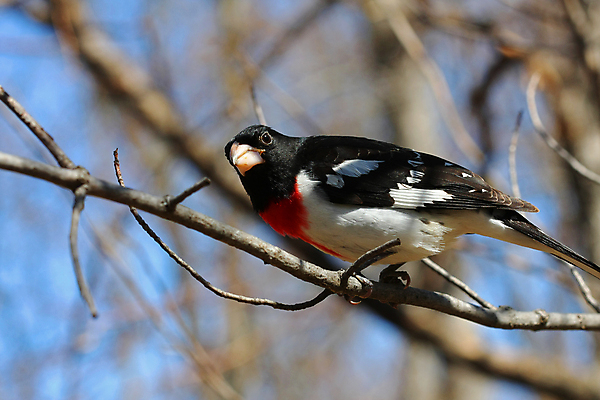 포토 JPG 해외이미지 남자 야생동물 분홍색 잎 캐나다 날개 자연 조류 사람없음 빨간색 컬러풀 장미 검은색 봄 활발 흰색 나뭇가지 닫기 숲 깃털 부리 동쪽 동물상 해외포토 나무 식물 동물 계절 꽃 컬러 컨셉 북아메리카 모션 사람 조형물 방향 생태계 파일형식 이미지허브