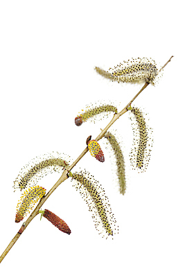 포토 JPG 해외이미지 나무 식물 꽃 줄기 자연 사람없음 빨간색 노란색 봄 나뭇가지 개화 버드나무 흰배경 꽃가루 해외포토 계절 컬러 백그라운드 흰색 가루 생태계 파일형식 이미지허브