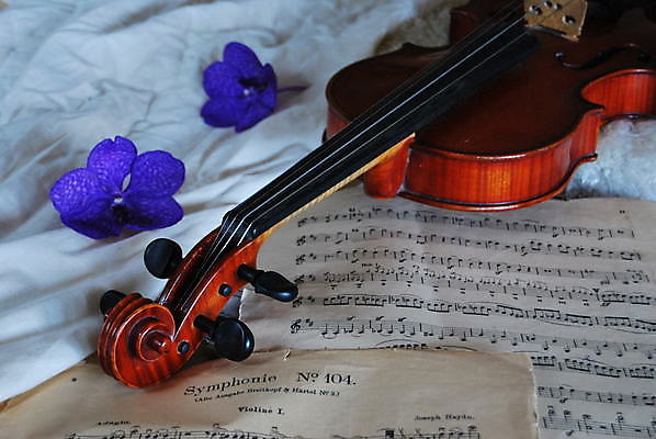 포토 JPG 해외이미지 꽃 사람없음 우아함 바이올린 악보 해외포토 식물 음악 컨셉 현악기 파일형식 이미지허브