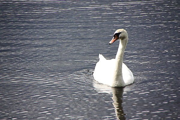포토 JPG 해외이미지 동물 물결 파도 자연 조류 풍경 사람없음 물 머리 평화 화목 흰색 신선 깃털 부리 장면 계산서 해외포토 자연요소 바다 컬러 컨셉 신체부위 생태계 파일형식 이미지허브