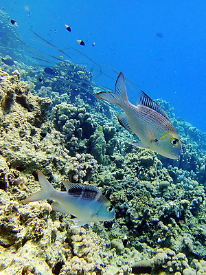 포토 JPG 해외이미지 바다 자연 이집트 어류 사람없음 빨간색 물 파란색 컬러풀 수중 산호 장면 해외포토 자연요소 컬러 아프리카 수중동물 자포동물 생태계 파일형식 이미지허브