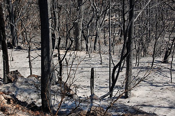 포토 JPG 해외이미지 나무 식물 백그라운드 자연 불 추상 산 사람없음 목재 환경 검은색 나뭇가지 소나무 숲 언덕 나무껍질 내추럴 생태학 재 재앙 화상 해외포토 자연요소 교육 컬러 무늬 재료 껍질 상처 생태계 파일형식 이미지허브