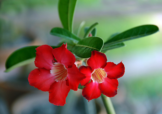 포토 JPG 해외이미지 식물 계절 꽃잎 꽃 백그라운드 꽃무늬 자연 사람없음 장식 빨간색 컬러풀 뷰티 정원 봄 벚꽃 개화 그늘 원예 고립 해외포토 컬러 무늬 취미 생태계 파일형식 이미지허브