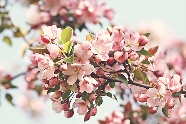 포토 JPG 해외이미지 나무 식물 꽃잎 꽃 분홍색 백그라운드 잎 꽃무늬 패턴 과일 자연 건강 사람없음 야외 장식 초록색 여름 뷰티 정원 맑음 봄 성장 벚꽃 흰색 나뭇가지 꽃술 신선 개화 닫기 사과 과수원 묘사 원예 아로마 내추럴 고립 꽃수술 국경 해외포토 계절 컬러 무늬 농업 모션 날씨 취미 생태계 파일형식 이미지허브