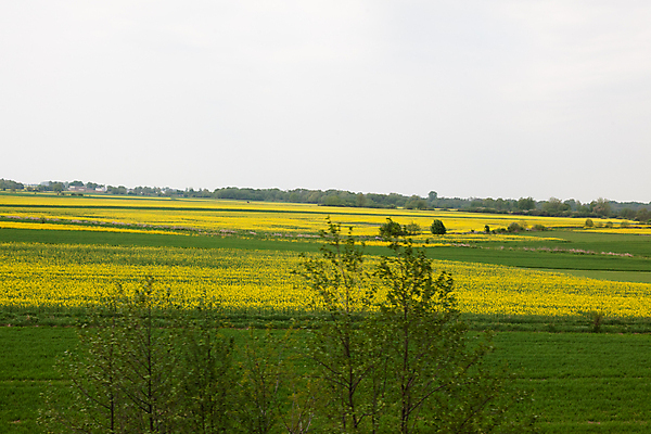 포토 JPG 해외이미지 꽃 여행 밭 농업 자연 하늘 사람없음 야외 농작물 농장 농경지 노란색 맑음 성장 시골 땅 언덕 폴란드 내추럴 밭일 카놀라 세련 해외포토 식물 유럽 산업 컬러 날씨 생태계 파일형식 이미지허브