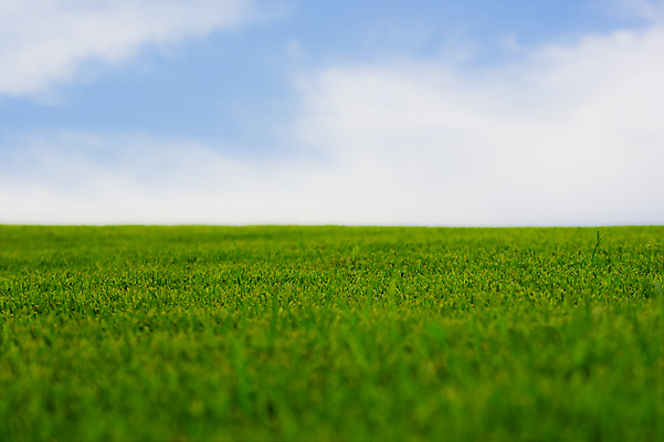 포토 JPG 해외이미지 식물 계절 백그라운드 밭 농업 부분 자연 하늘 날씨 잔디 사람없음 야외 초록색 파란색 컬러풀 햇빛 태양 농장 맑음 봄 활발 흰색 시골 신선 땅 장면 천국 내추럴 밭일 파라다이스 파스텔톤 평야 수평선 해외포토 자연요소 산업 컬러 컨셉 생태계 파일형식 이미지허브