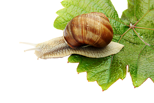 포토 JPG 해외이미지 한마리 잎 실내 사람없음 흰배경 해외포토 식물 1 백그라운드 내부 흰색 파일형식 이미지허브