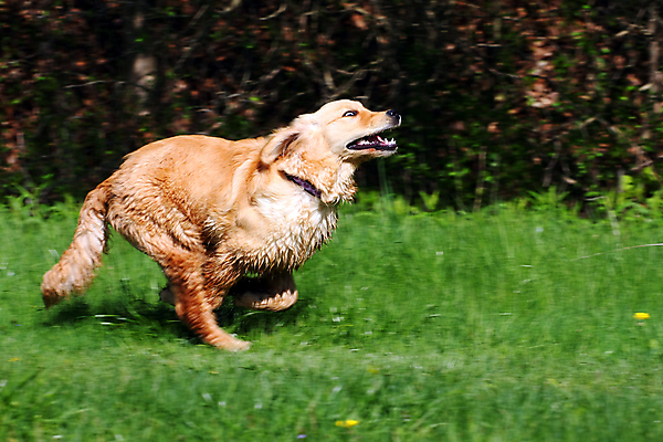 포토 JPG 해외이미지 동물 응시 행복 얼굴 새끼 백그라운드 포유류 털 서기 앉기 사람없음 반려동물 금발 갈색 머리 표현 황금 닫기 개 리트리버 달콤 강아지 모피 래브라도리트리버 송곳니 고립 기르기 유래 해외포토 헤어스타일 시선 감정 컬러 모션 신체부위 맛 치아 돌봄 파일형식 이미지허브