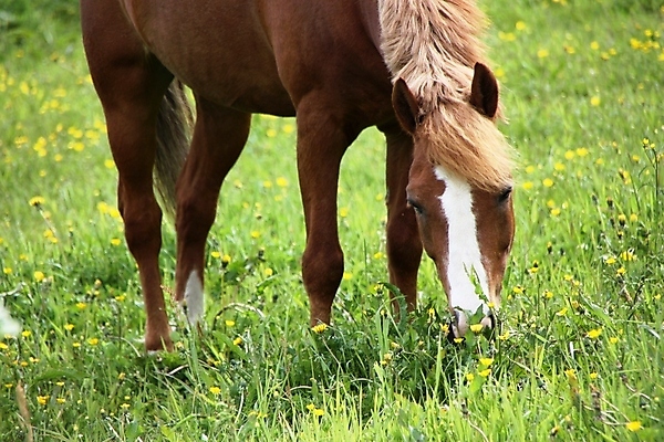 포토 JPG 해외이미지 잔디 사람없음 평화 화목 닫기 방목 먹기 해외포토 식물 컨셉 모션 축산업 파일형식 이미지허브