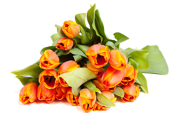 포토 JPG 해외이미지 식물 계절 꽃 줄기 꽃다발 백그라운드 컨셉 잎 꽃무늬 자연 휴가 부활절 발렌타인데이 선물 사랑 사람없음 장식 초록색 컬러풀 뷰티 노란색 정원 보라색 봄 낭만 튤립 벚꽃 흰색 축하 인사 신선 우아함 다발 배열 꽃집 심볼 오브젝트 내추럴 고립 해외포토 기념일 감정 컬러 무늬 데이이벤트 상점 예절 생태계 파일형식 이미지허브