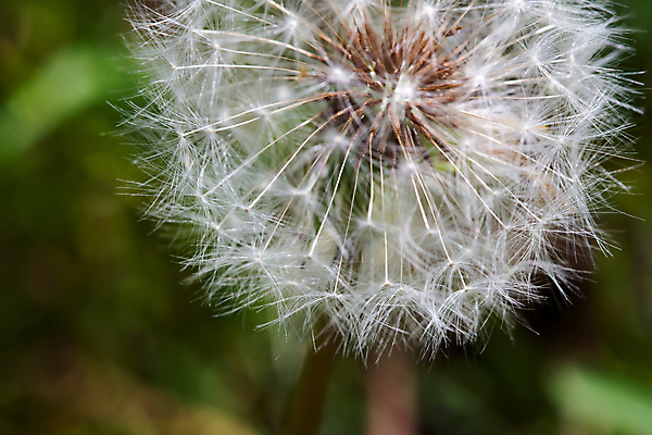 포토 JPG 해외이미지 주간 자연 근접촬영 사람없음 야외 아웃포커스 민들레 민들레홀씨 해외포토 자연요소 꽃 뷰포인트 촬영기법 생태계 파일형식 이미지허브