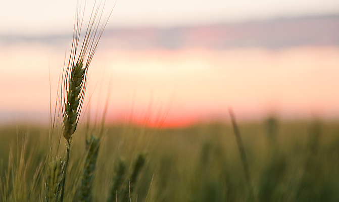 포토 JPG 해외이미지 식물 음식 빵 줄기 밭 농업 오렌지 자연 하늘 아침 옥수수 씨앗 사람없음 야외 빨간색 초록색 빛 농작물 햇빛 태양 뷰티 농장 노란색 일출 식사 황혼 일몰 활발 수확 성장 시골 그룹 땅 시리얼 밀 청소 유기농 보리 장면 밀짚 빛망울 넘어짐 숙성 수평선 해외포토 주간 자연요소 웰빙 산업 컬러 컨셉 과일 모션 곡류 노을 짚 생태계 파일형식 이미지허브