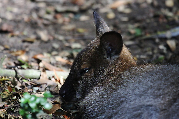 포토 JPG 해외이미지 동물 응시 공원 야생동물 어린이 포유류 자연 엄마 서기 사람없음 야외 갈색 흰색 아기 황무지 호주 꼬리 캥거루 노려봄 돌봄 파우치 해외포토 시선 공공시설 컬러 가방 가족 모션 표정 사람 오세아니아 생태계 파일형식 이미지허브