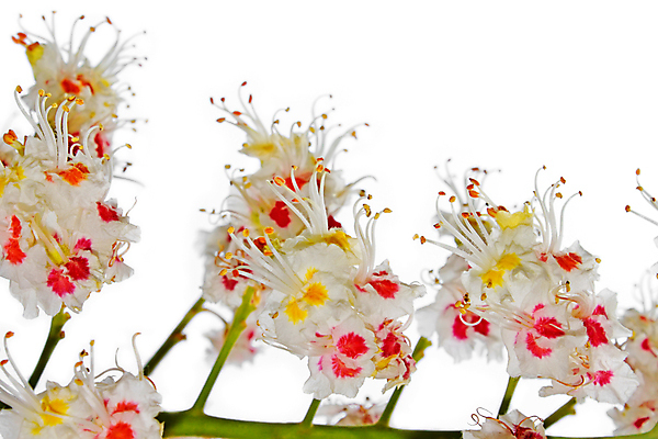 포토 JPG 해외이미지 나무 식물 계절 꽃잎 꽃 백그라운드 꽃무늬 사람없음 빨간색 컬러풀 뷰티 노란색 봄 벚꽃 흰색 얼룩 개화 수분 4월 5월 오브젝트 만족 질감 꽃가루 부드러움 내추럴 고립 넘어짐 해외포토 감정 컬러 무늬 모션 감각 날짜 가루 파일형식 이미지허브