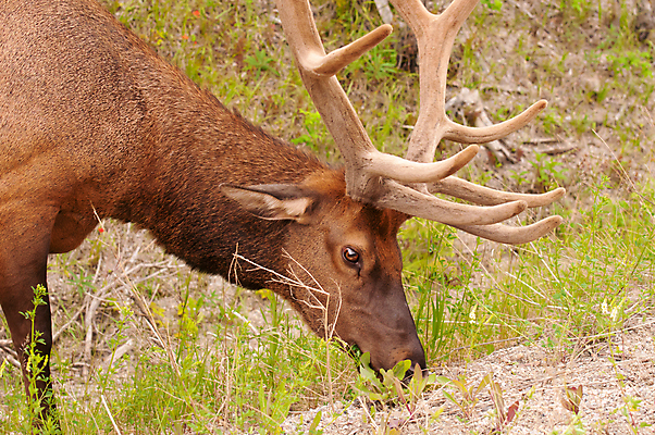 포토 JPG 해외이미지 동물 야생동물 캐나다 포유류 자연 뿔 사람없음 초록색 갈색 숲 큼 먹이 먹기 내추럴 수유 엘크 로키산맥 그리너리 해외포토 컬러 북아메리카 모션 산 크기 생태계 파일형식 트랜드컬러 이미지허브