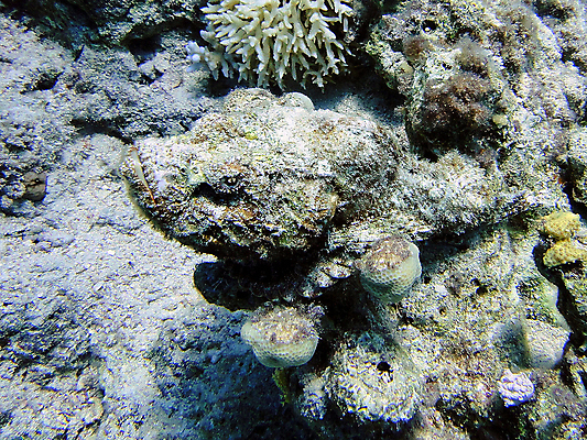 포토 JPG 해외이미지 야생동물 바다 자연 이집트 어류 사람없음 물 여름 수중 산호 해외포토 자연요소 동물 계절 아프리카 수중동물 자포동물 생태계 파일형식 이미지허브