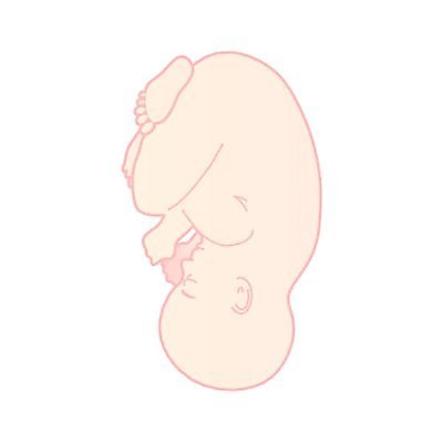 EPS 해외이미지 1 손 디자인 실루엣 어린이 분홍색 신체 일러스트 가족 미술 사람 머리 임신 아기 잠 작음 만화 심볼 사인 그림 생물학 클립 몸통 태아 자궁 양발 엘리먼트 해외일러스트 교육 컬러 관계 문화예술 촬영기법 신체부위 장기_의학 크기 파일형식 벡터 이미지허브