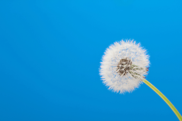 포토 JPG 해외이미지 한송이 실내 사람없음 민들레 파란배경 민들레홀씨 해외포토 1 꽃 백그라운드 내부 파란색 송이 파일형식 이미지허브