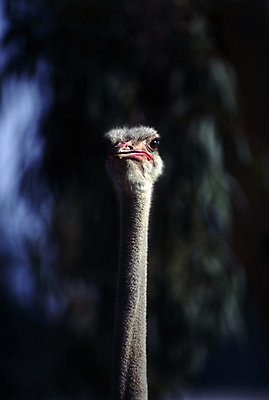 포토 JPG 해외이미지 동물 조류 사람없음 머리 닫기 목 타조 고립 해외포토 모션 신체부위 파일형식 이미지허브