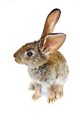 포토 JPG 해외이미지 동물 행복 백그라운드 휴가 새로움 사람없음 회색 흰색 토끼 연도 고립 생존 해외포토 감정 컬러 컨셉 포유류 반려동물 파일형식 이미지허브